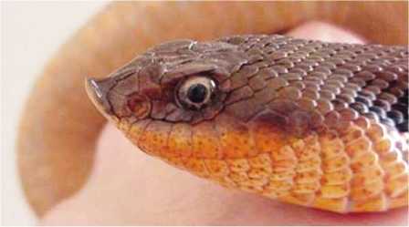 North American eastern hognose snake is also known as a puff adder
